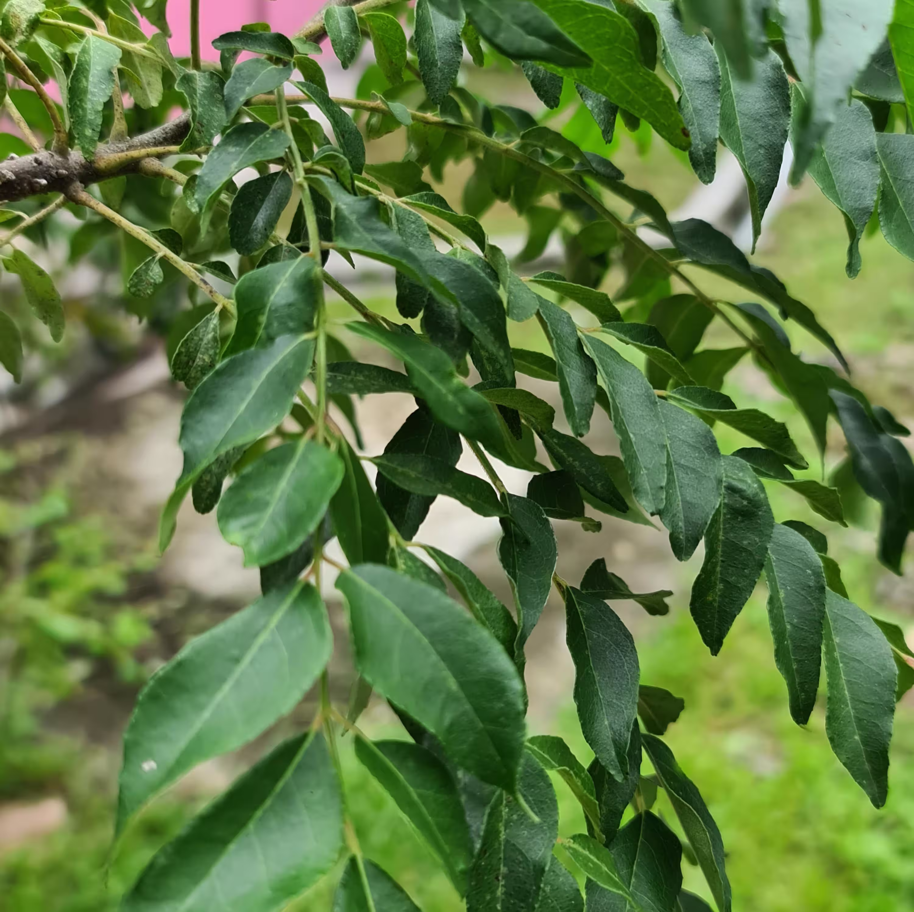 Multiple branches of curry leaves located outside with glimpses of other curry leaves in the background.