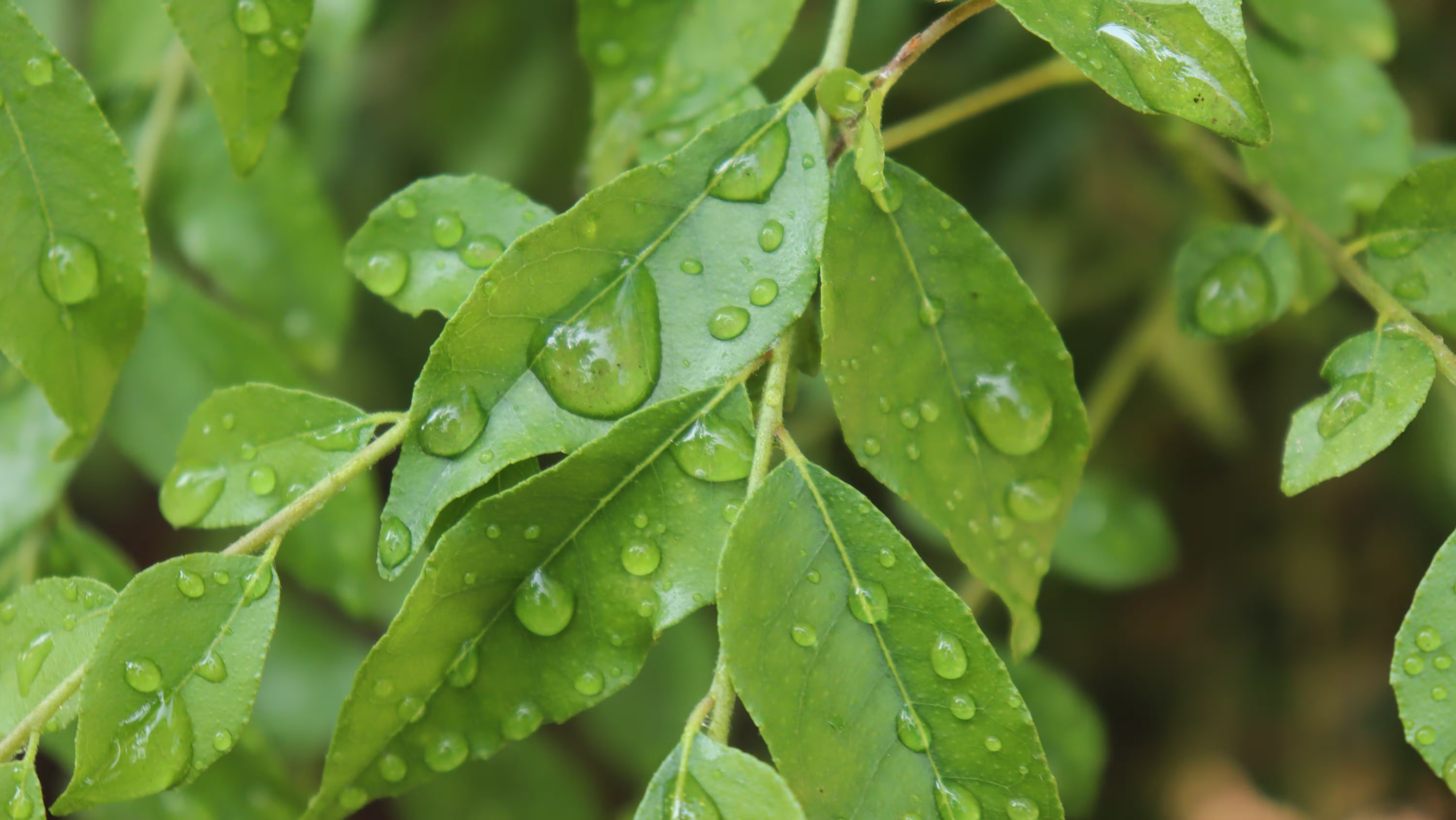 A close-up shot of green curry leaves covered with raindrops on nearly every leaf.