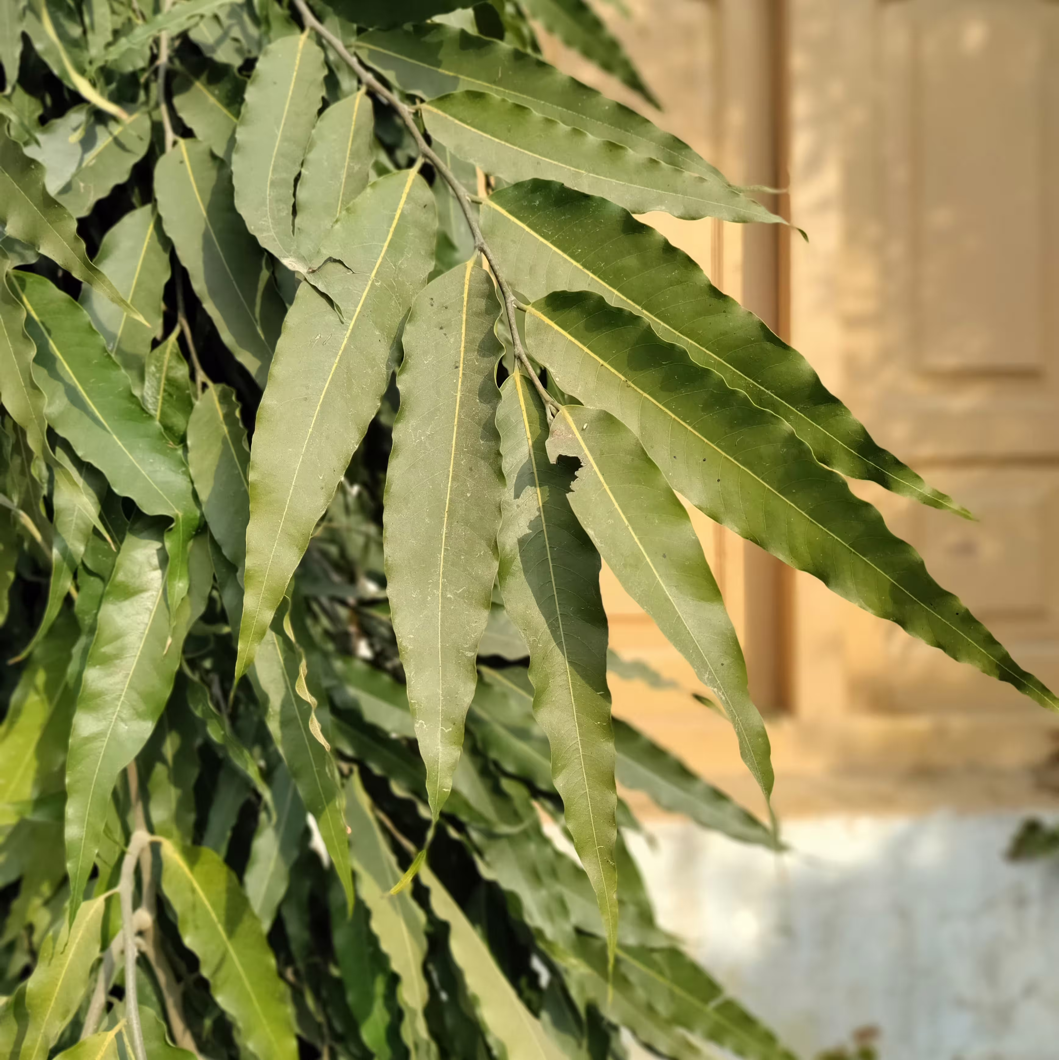 multiple curry leaves outside looking dry