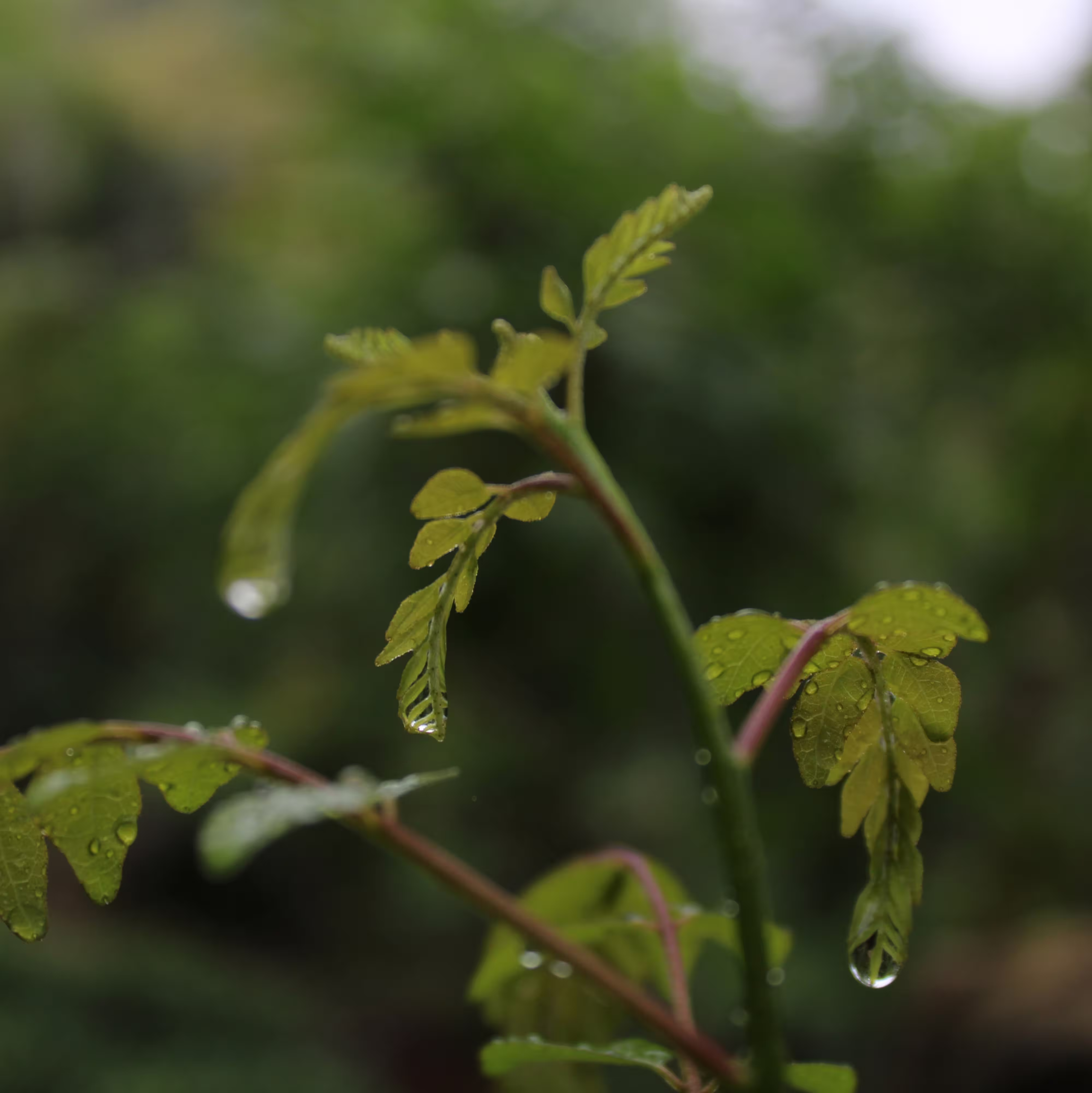 few curry leaves with wet droplets on them